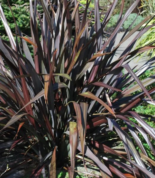 Phormium platts black